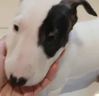 Knockout, a female Bull Terrier for sale in Hollywood, FL – Photo 8 of 10