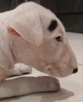 Patches, a female Bull Terrier for sale in Hollywood, FL – Photo 3 of 5