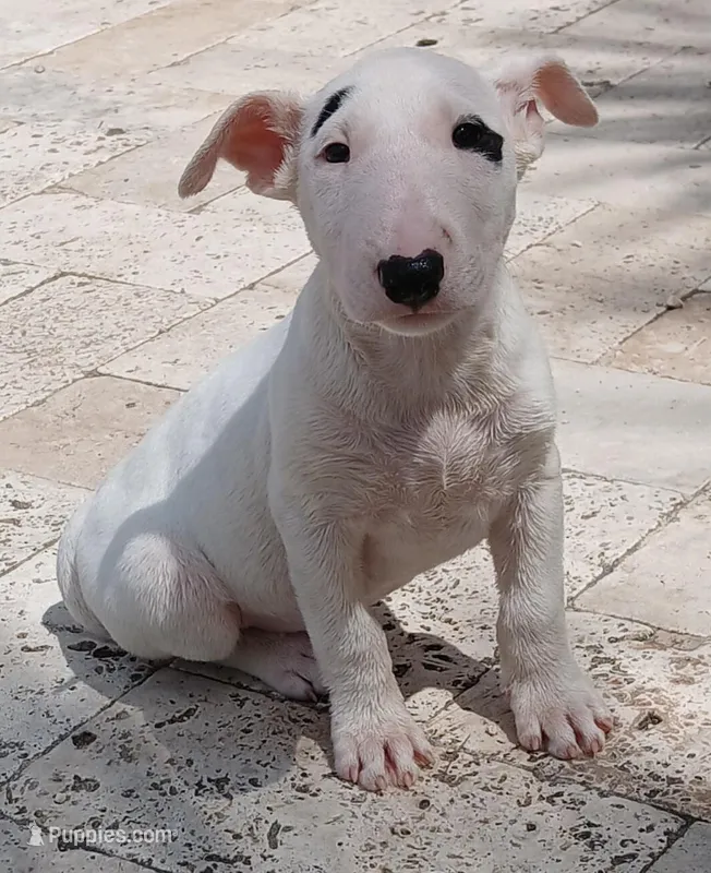 Patches – Bull Terrier puppy for sale in Hollywood, FL