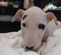 Patches, a female Bull Terrier for sale in Hollywood, FL – Photo 1 of 5