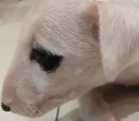 Patches, a female Bull Terrier for sale in Hollywood, FL – Photo 4 of 5