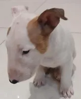 Ginger, a female Bull Terrier for sale in Hollywood, FL – Photo 8 of 8