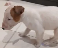 Ginger, a female Bull Terrier for sale in Hollywood, FL – Photo 4 of 8