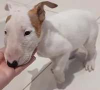 Ginger, a female Bull Terrier for sale in Hollywood, FL – Photo 6 of 8