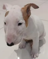 Ginger, a female Bull Terrier for sale in Hollywood, FL – Photo 2 of 8