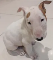 Ginger, a female Bull Terrier for sale in Hollywood, FL – Photo 5 of 8