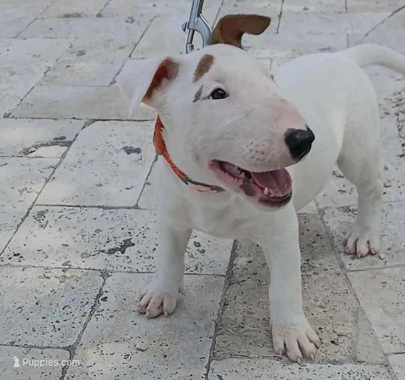 Ginger – Bull Terrier puppy for sale in Hollywood, FL