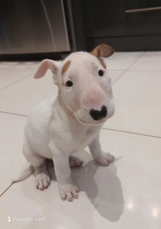 Ginger – Bull Terrier puppy for sale in Hollywood, FL