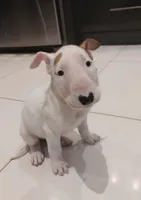 Ginger, a female Bull Terrier for sale in Hollywood, FL – Photo 1 of 8