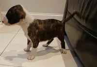 Ricky Ricardo, a male Bull Terrier for sale in Hollywood, FL – Photo 7 of 9