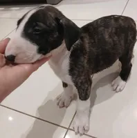 Ricky Ricardo, a male Bull Terrier for sale in Hollywood, FL – Photo 4 of 9