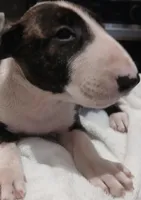 Ricky Ricardo, a male Bull Terrier for sale in Hollywood, FL – Photo 5 of 9