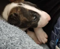 Ricky Ricardo, a male Bull Terrier for sale in Hollywood, FL – Photo 9 of 9