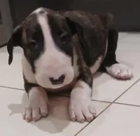 Ricky Ricardo, a male Bull Terrier for sale in Hollywood, FL – Photo 2 of 9