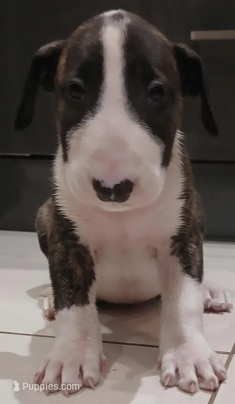 Ricky Ricardo – Bull Terrier puppy for sale in Hollywood, FL