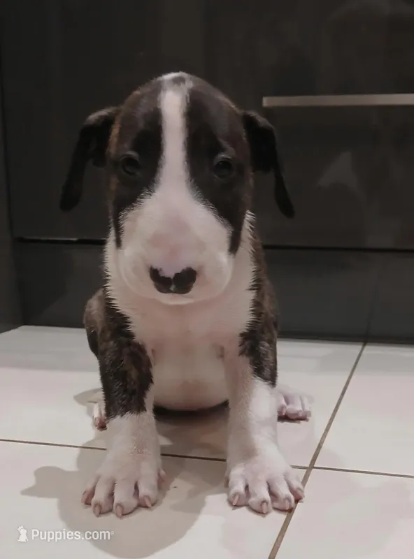 Ricky Ricardo – Bull Terrier puppy for sale in Hollywood, FL