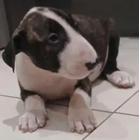 Ricky Ricardo, a male Bull Terrier for sale in Hollywood, FL – Photo 3 of 9