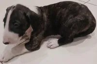 Ricky Ricardo, a male Bull Terrier for sale in Hollywood, FL – Photo 6 of 9