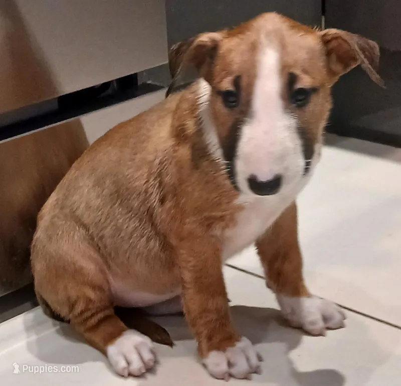 Dulce (de Leche) – Bull Terrier puppy for sale in Hollywood, FL