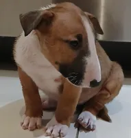 Dulce (de Leche), a female Bull Terrier for sale in Hollywood, FL – Photo 4 of 9