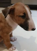 Dulce (de Leche), a female Bull Terrier for sale in Hollywood, FL – Photo 7 of 9