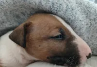 Dulce (de Leche), a female Bull Terrier for sale in Hollywood, FL – Photo 9 of 9