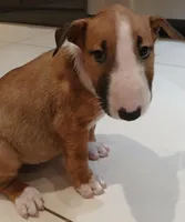 Dulce (de Leche), a female Bull Terrier for sale in Hollywood, FL – Photo 8 of 9