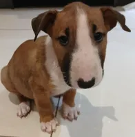 Dulce (de Leche), a female Bull Terrier for sale in Hollywood, FL – Photo 5 of 9