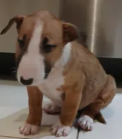 Dulce (de Leche), a female Bull Terrier for sale in Hollywood, FL – Photo 3 of 9