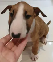 Dulce (de Leche), a female Bull Terrier for sale in Hollywood, FL – Photo 6 of 9