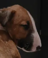 Dulce (de Leche), a female Bull Terrier for sale in Hollywood, FL – Photo 2 of 9