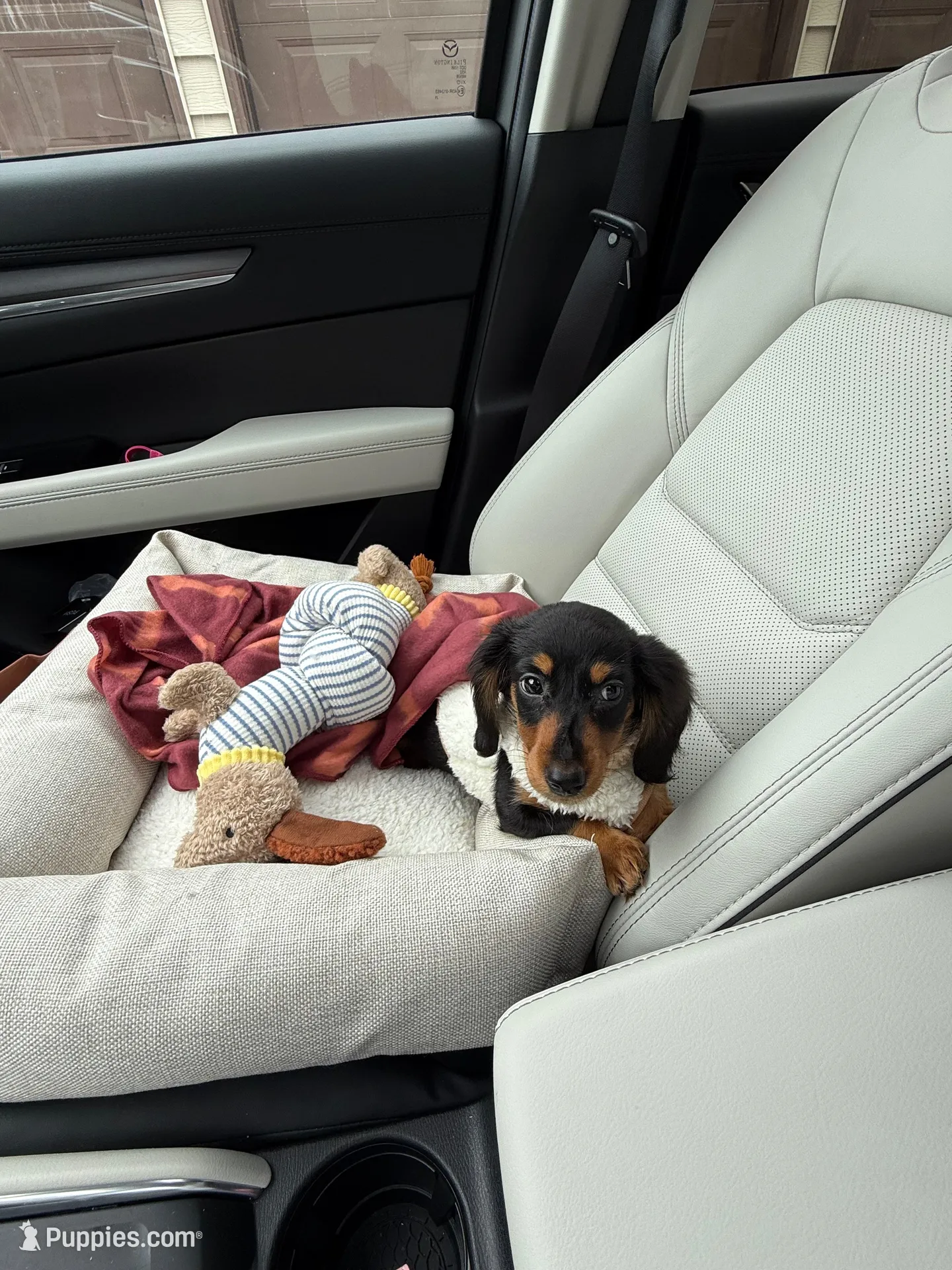 Mocha, a female Miniature Dachshund for sale in Minneapolis, MN – Photo 4 of 6