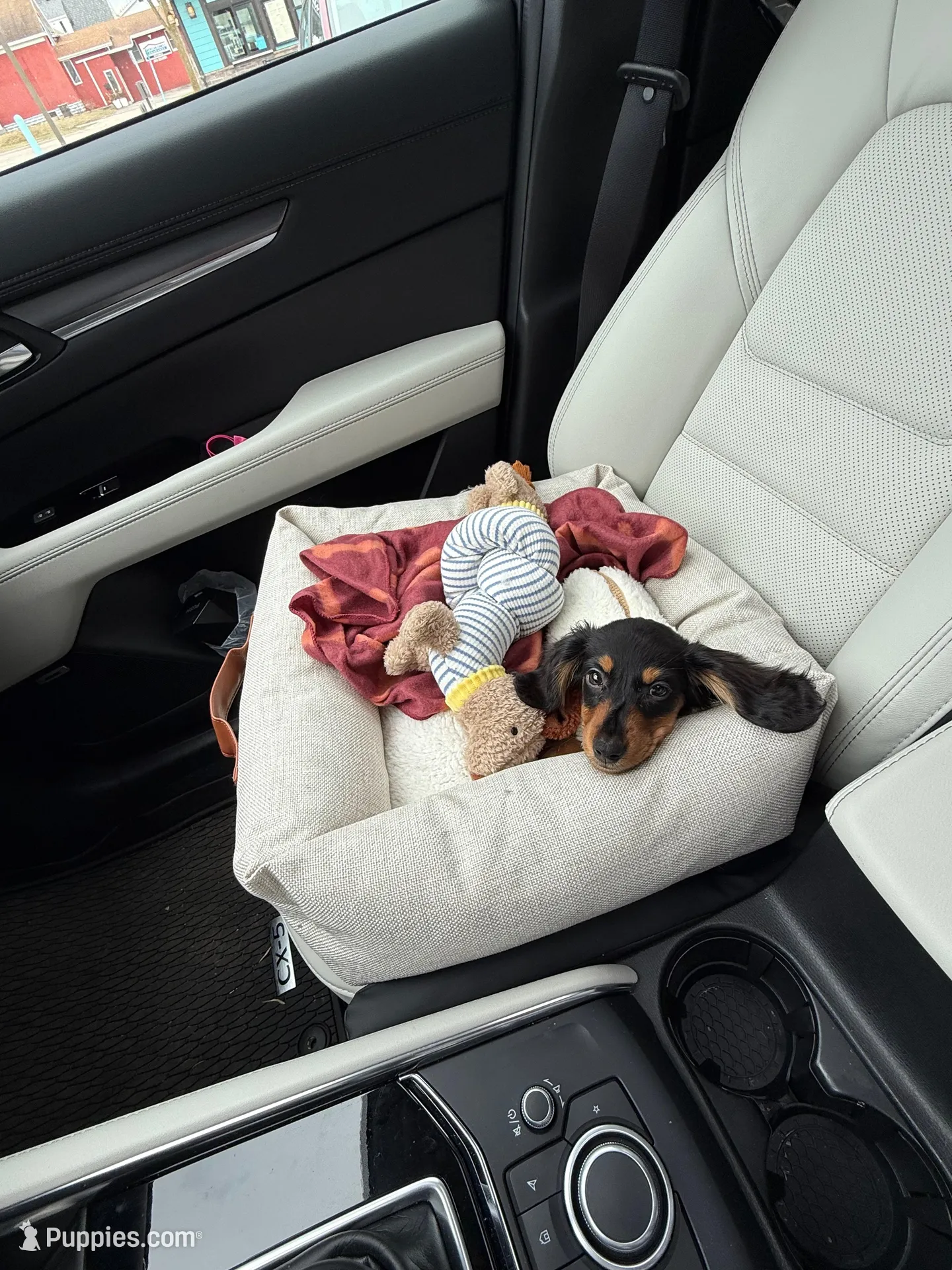 Mocha, a female Miniature Dachshund for sale in Minneapolis, MN – Photo 1 of 6