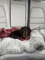 Mocha, a female Miniature Dachshund for sale in Minneapolis, MN – Photo 5 of 6