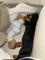 Mocha, a female Miniature Dachshund for sale in Minneapolis, MN – Photo 3 of 6