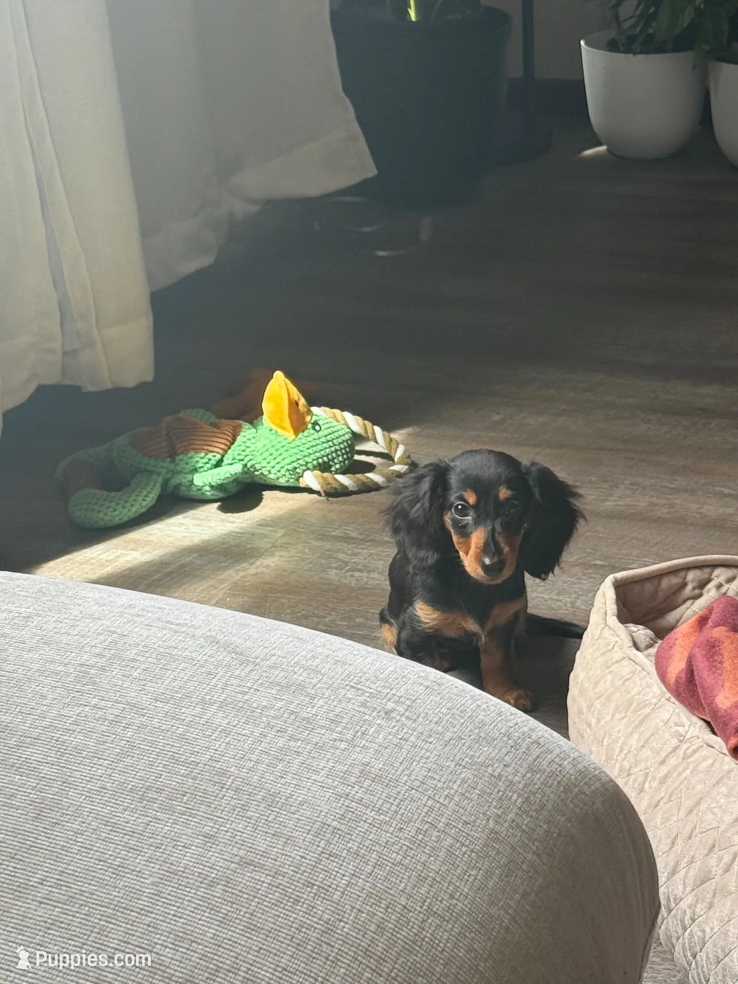 Mocha, a female Miniature Dachshund for sale in Minneapolis, MN – Photo 6 of 6