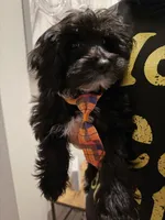 Jake , a male Yorkipoo for sale in Miramar, FL – Photo 3 of 3