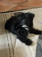 Jake , a male Yorkipoo for sale in Miramar, FL – Photo 2 of 3