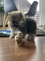 Bear, a male Pomeranian for sale in Morrison, CO – 3 of 5