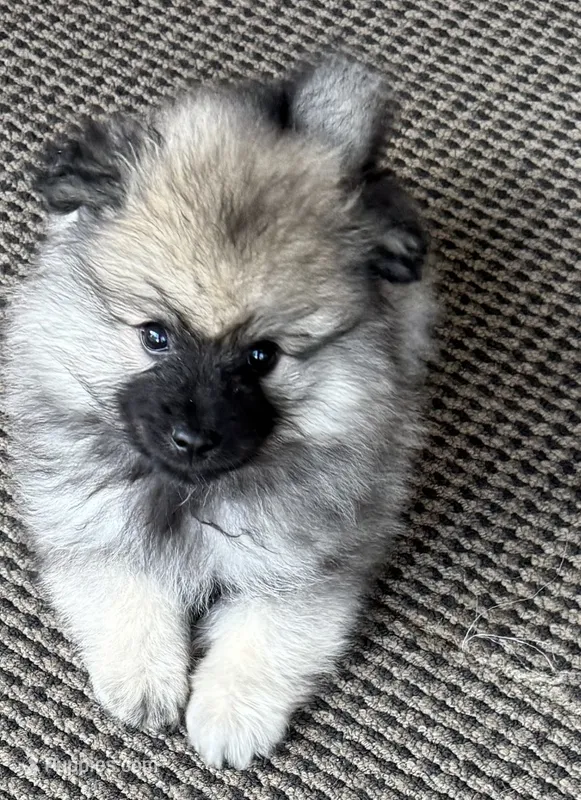 Blue – Keeshond puppy for sale in Morrison, CO