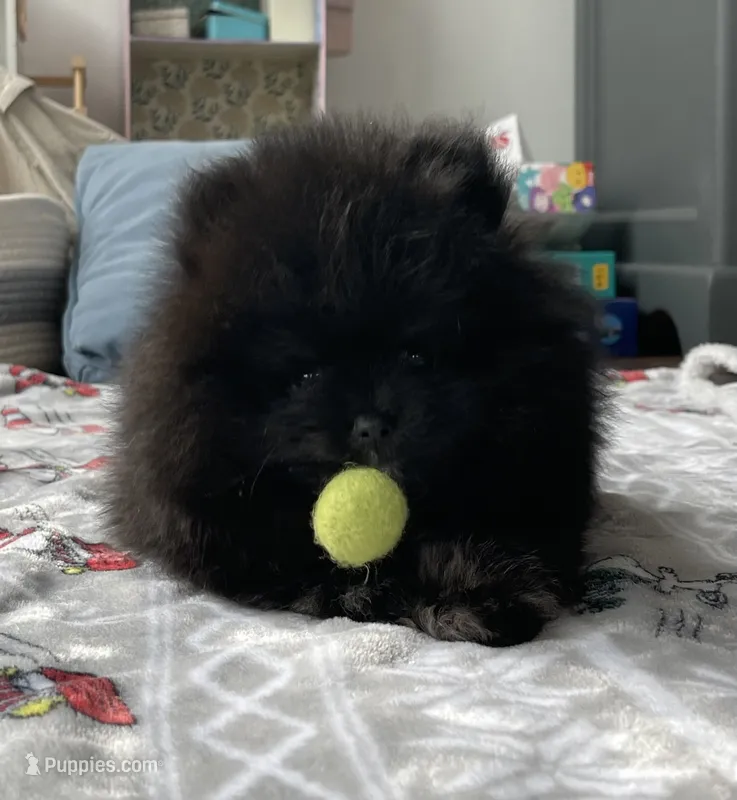 Ebony – Pomeranian puppy for sale in Morrison, CO