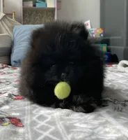 Ebony, a male Pomeranian for sale in Morrison, CO – 1 of 2