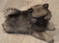 Blue, a male Keeshond for sale in Morrison, CO – 1 of 2