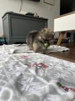 Bear, a male Pomeranian for sale in Morrison, CO – 2 of 5