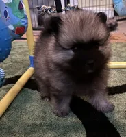 Bella, a female Keeshond for sale in Morrison, CO – 2 of 2
