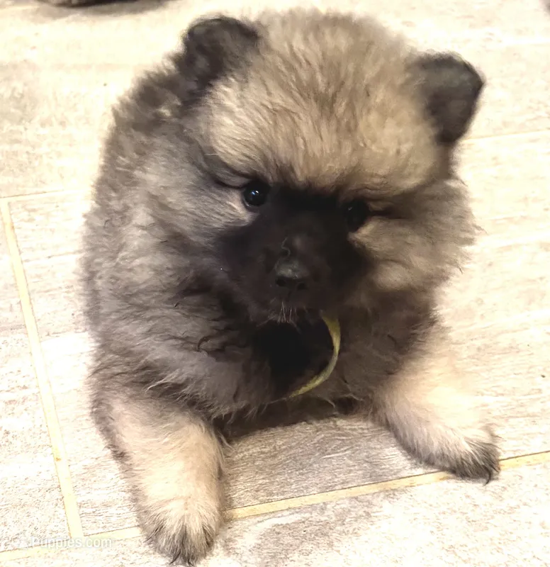 Bella – Keeshond puppy for sale in Morrison, CO
