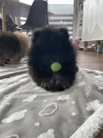 Ebony, a male Pomeranian for sale in Morrison, CO – 2 of 2