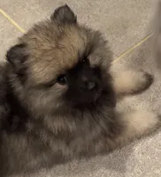 Bella, a female Keeshond for sale in Morrison, CO – 1 of 2