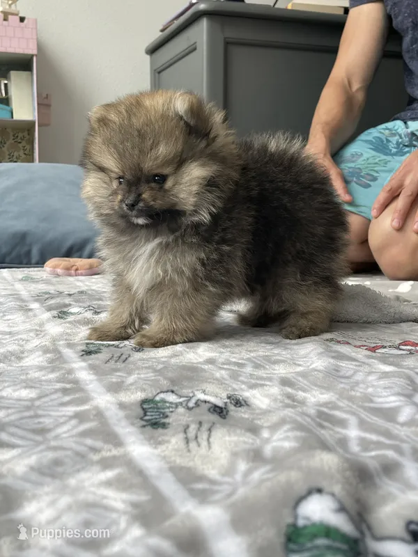 Bear – Pomeranian puppy for sale in Morrison, CO