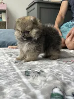 Bear, a male Pomeranian for sale in Morrison, CO – 1 of 5